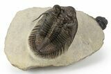 Amazing, Tower Eyed Erbenochile Trilobite - Morocco #241438-5